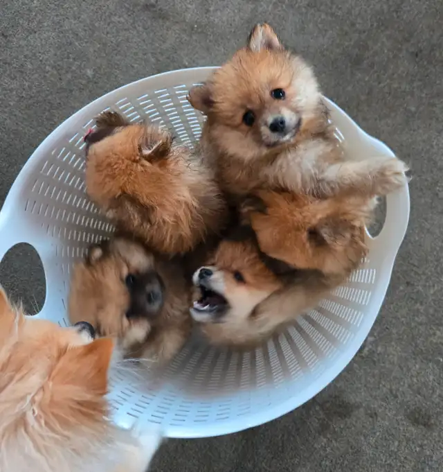 Pomeranians Must go asap  for Mothers day 647 771 3860 in Dogs & Puppies for Rehoming in City of Toronto - Image 10