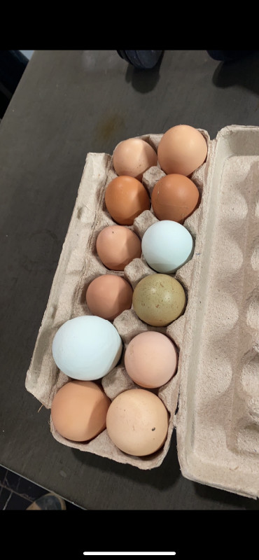 Local Free Range Eggs ORGANIC in Livestock in Windsor Region - Image 3
