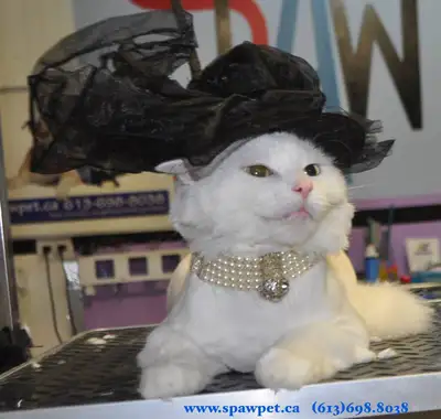 DOG AND CAT CERTIFIED GROOMER, View more