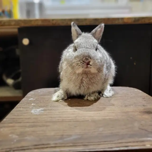 EXTRAORDINARY NETHERLAND DWARF, LIONHEAD, MINI REX, HOLLAND LOP in Small Animals for Rehoming in Cambridge - Image 12