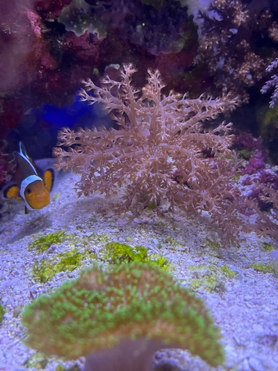 Coral - Kenya Tree, View more