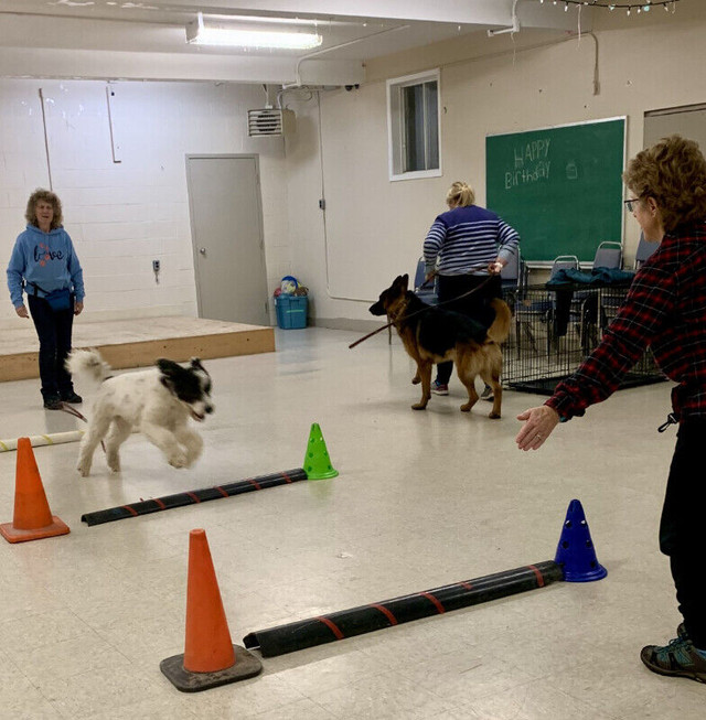NEW PRE-AGILITY CLASSES starting September 2024 in Animal & Pet Services in Saint John - Image 2