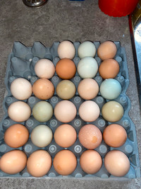 Farm fresh free range eggs!