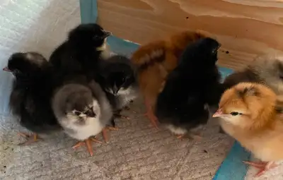 Chicks Easter eggers, View more