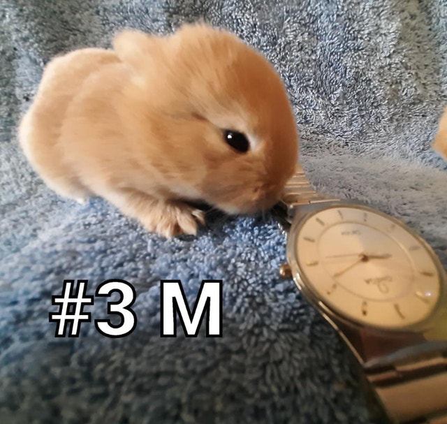 Top Featured Purebred Netherland Dwarf bunny rabbit, Great for Small