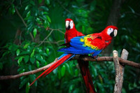 Looking for any unwanted macaws/African grey/amazon parrot 