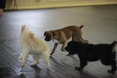 Puppy Socialization Classes, View more