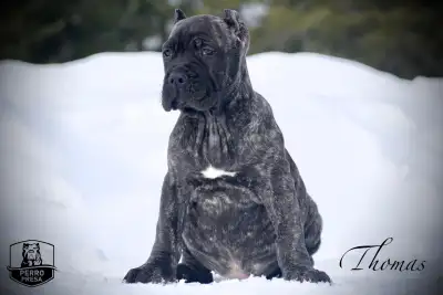 Presa Canario Puppies, View more