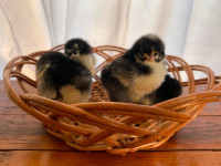 Four Chicks Available