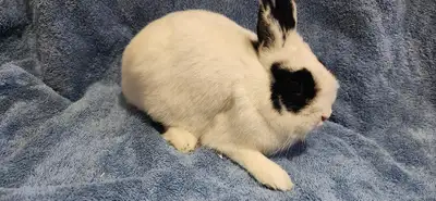 Very tempered Netherland Dwarf male bunny, small size5 month o, View more