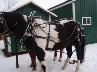 horse    harness
