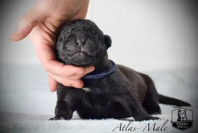 Presa Canario Puppies, View more