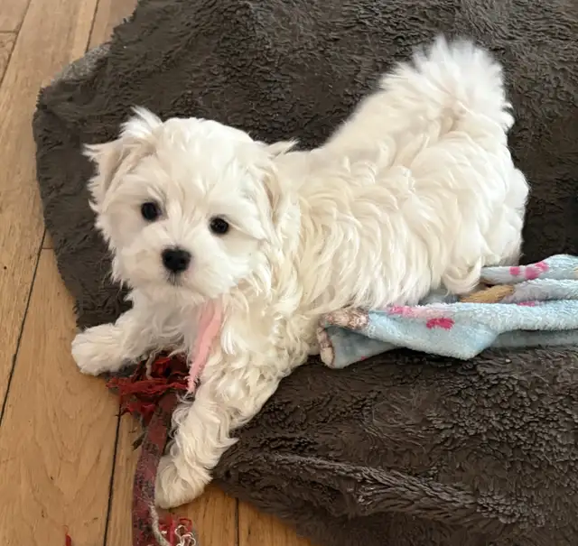 MAGNIFIQUE PETITE BICHON MALTAIS in Dogs & Puppies for Rehoming in Laval / North Shore - Image 3
