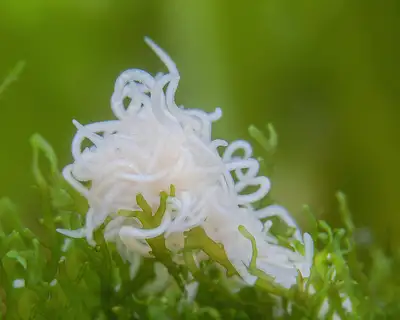 White worm starter cultures for sale, View more