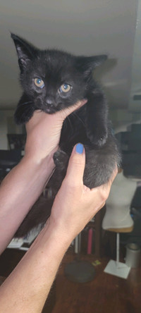 3 Kittens need new home