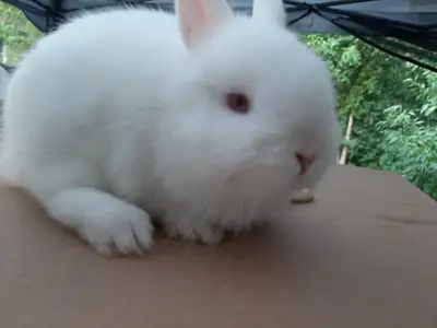 Top Featured Purebred Netherland Dwarf, Holland Lop, baby bunny rabbit, #Great for a gift for reliev...