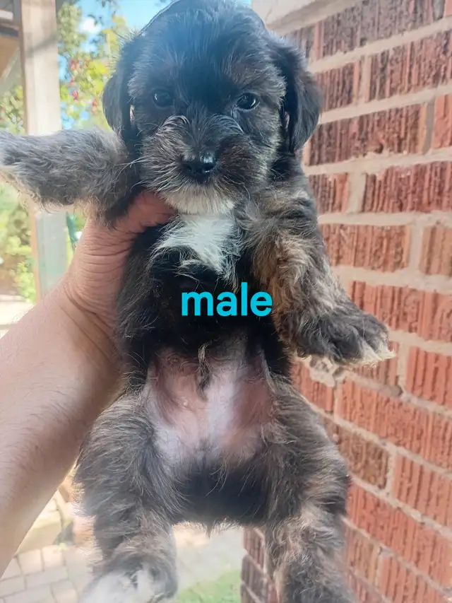 Puppies ready to go ( yorkiepoo) in Dogs & Puppies for Rehoming in City of Toronto - Image 4