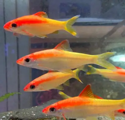 Rare Gold Roseline shark, View more