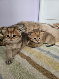 PureBred Elite British Shorthair kittens for sale!