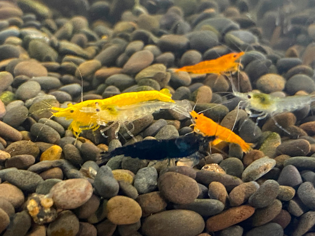 Skittles Shrimp in Fish for Rehoming in Ottawa - Image 3