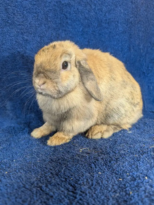 EXTRAORDINARY NETHERLAND DWARF & HOLLAND LOP BUNNY RABBITS in Small Animals for Rehoming in Terrace - Image 11