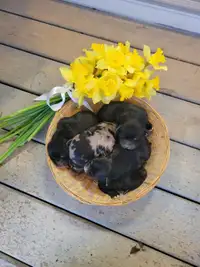 Australian Shepherd cross puppies for sale