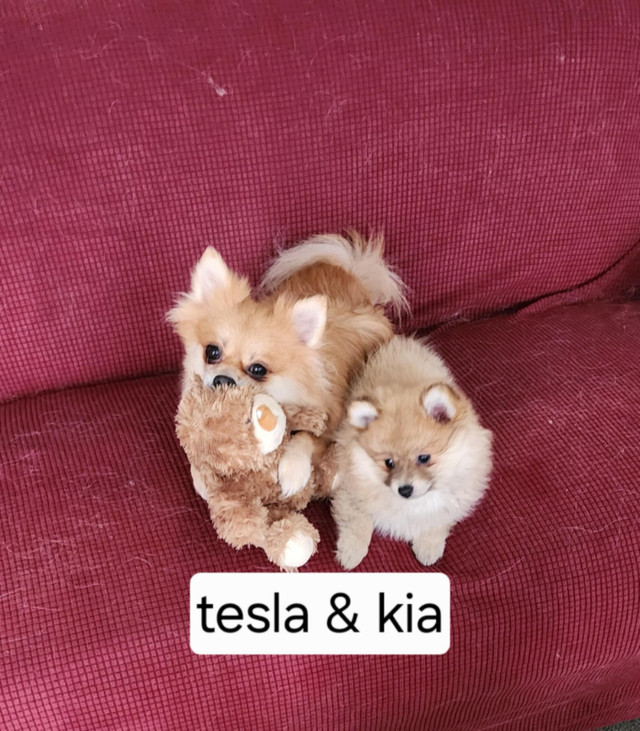 Pure bred Pomeranian  for sale text or call at 647 771 3860 in Dogs & Puppies for Rehoming in City of Toronto - Image 3
