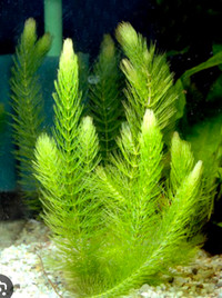 Aquarium plants