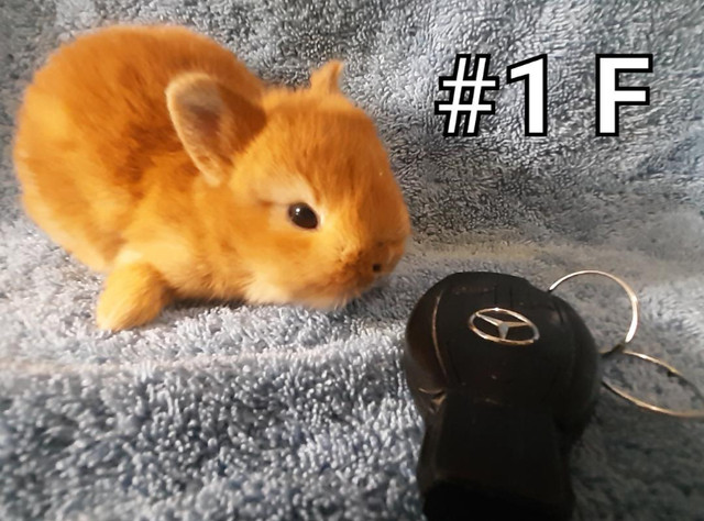 Top Featured Purebred Netherland Dwarf, Holland Lop, Hotot baby in Small Animals for Rehoming in Peterborough - Image 2
