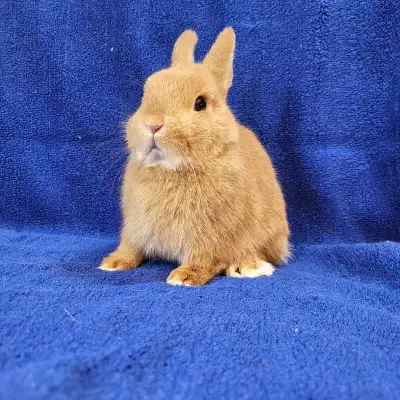 EXTRAORDINARY NETHERLAND DWARF baby boys, already neutered for your convenience! We have 2 ready to...