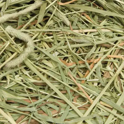 Nous avons du foin de jeune pousse de fléole des prés ( Timothy ), du foin de luzerne ( Alfalfa ) ai...