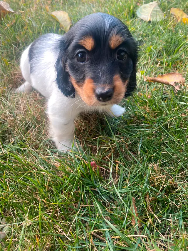 Long haired mini dachshund puppies in Dogs & Puppies for Rehoming in Penticton - Image 4