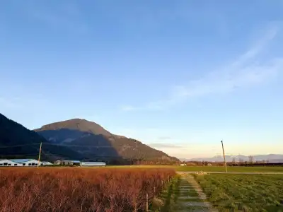 An almost 15 Acre blueberry farm with approximately 10 Acres of Calypso planted in 2024 and the rema...