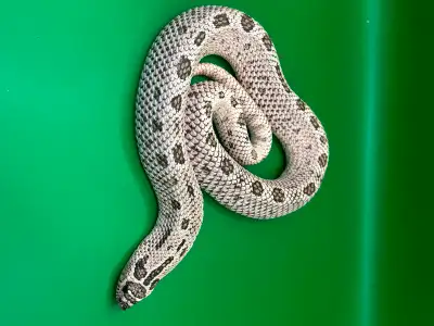 RTB Super Arctic Watermelon Anaconda Western Hognose Male, View more