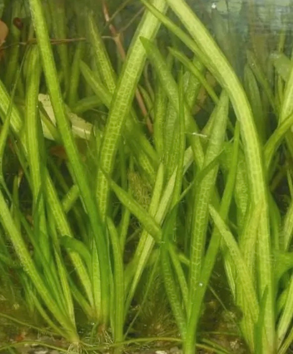 Aquarium plants in Fish for Rehoming in Hamilton - Image 2