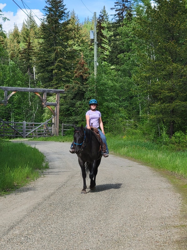Beautiful Blue Roan For Sale Horses & Ponies for Rehoming Kamloops