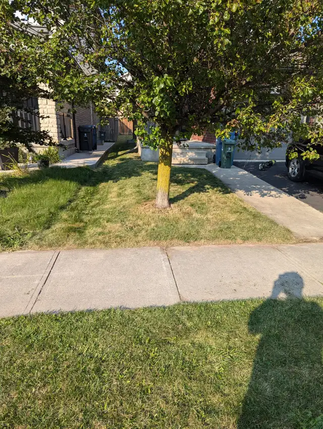 Affordable Grass Cutting and Sodding62863243478531124