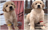 Gorgeous puppies from Gala Farm