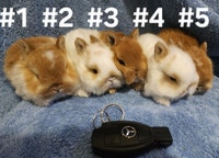 Top Featured Purebred Netherland Dwarf bunny rabbit, #Great for City of Toronto Toronto (GTA) Preview