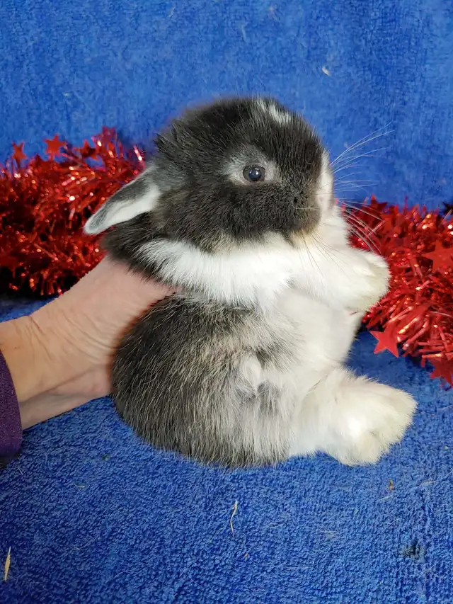 EXTRAORDINARY NETHERLAND DWARF & HOLLAND LOP BUNNY RABBITS in Small Animals for Rehoming in Terrace - Image 10