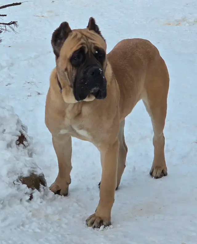 World Class Cane Corso Puppies in Dogs & Puppies for Rehoming in Vancouver - Image 8