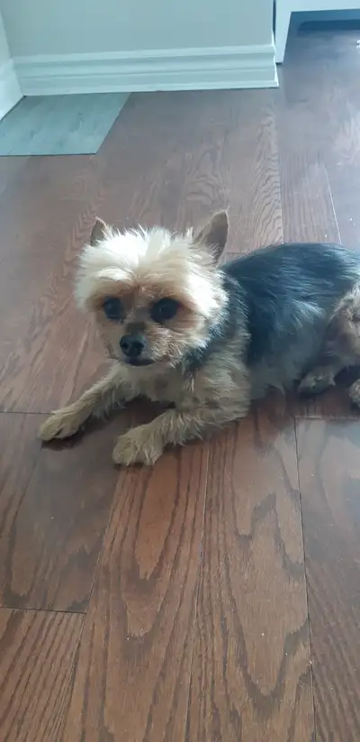 Reliable centretown dog walker/sitter available, View more