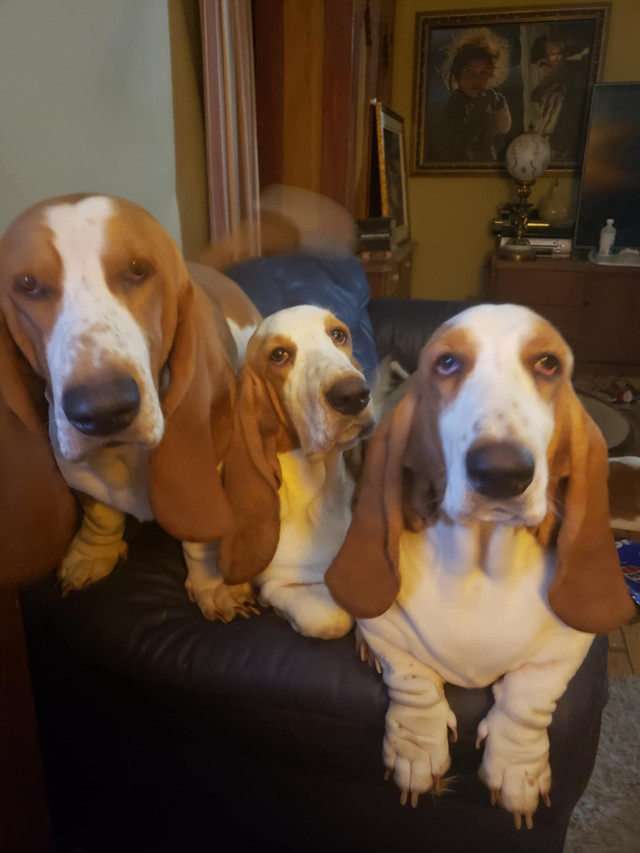 Basset cherchent maison dans Chiens et chiots à adopter  à Thetford Mines - Image 3