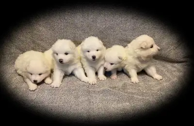 Pedegre Samoyed Puppies - Chiots Samoyède pédigree, View more