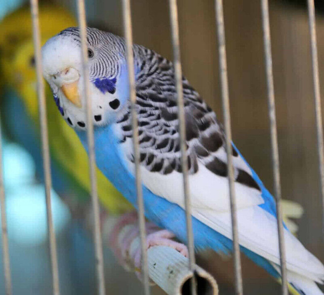 The Best Deals To Shop  Kijiji  Parakeet at Pets kingdom Oshawa in Birds for Rehoming in Oshawa / Durham Region - Image 3