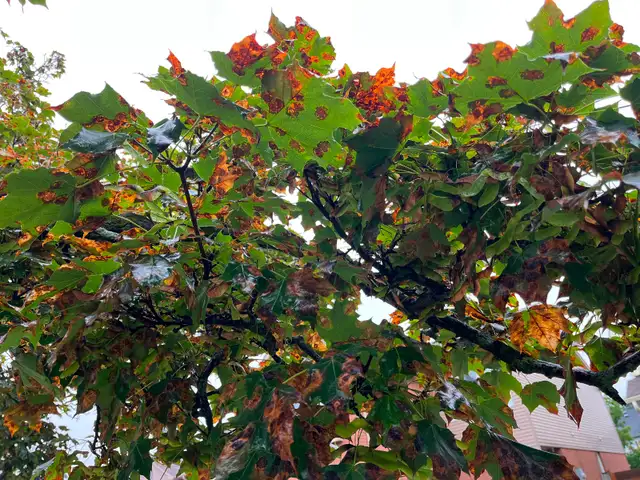 Leaf Cleaning