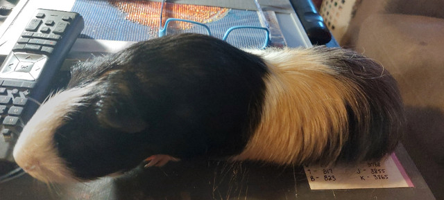 2 ginnea pigs in Small Animals for Rehoming in Edmonton - Image 3