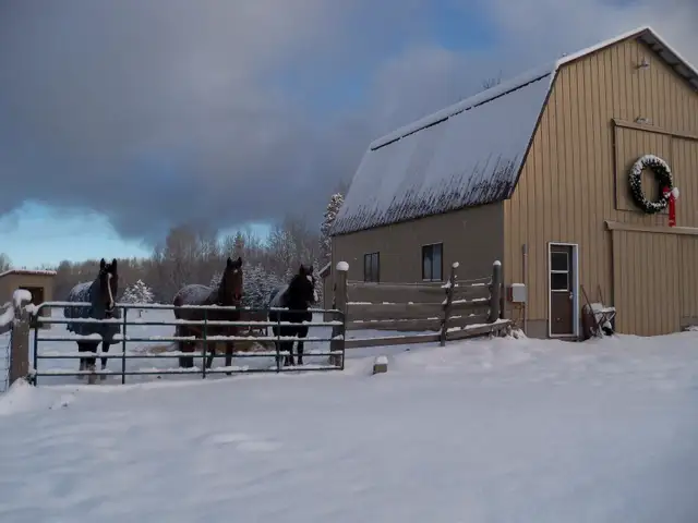 Horse Boarding Callander Area in Equestrian & Livestock Accessories in North Bay - Image 7