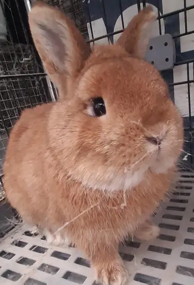 Top Featured Purebred Netherland Dwarf, Holland Lop, Hotot bunny rabbit, #Great for a gift for relie...