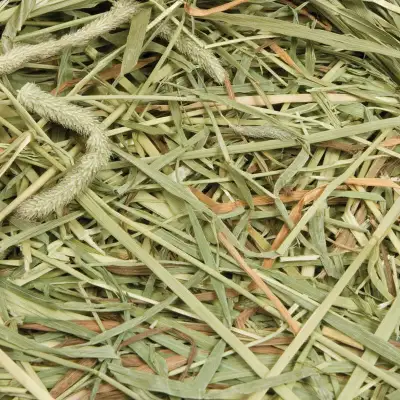 Nous avons du foin de jeune pousse de fléole des prés ( Timothy ), du foin de luzerne ( Alfalfa ) ai...